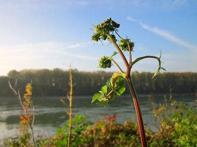 Plant species botany