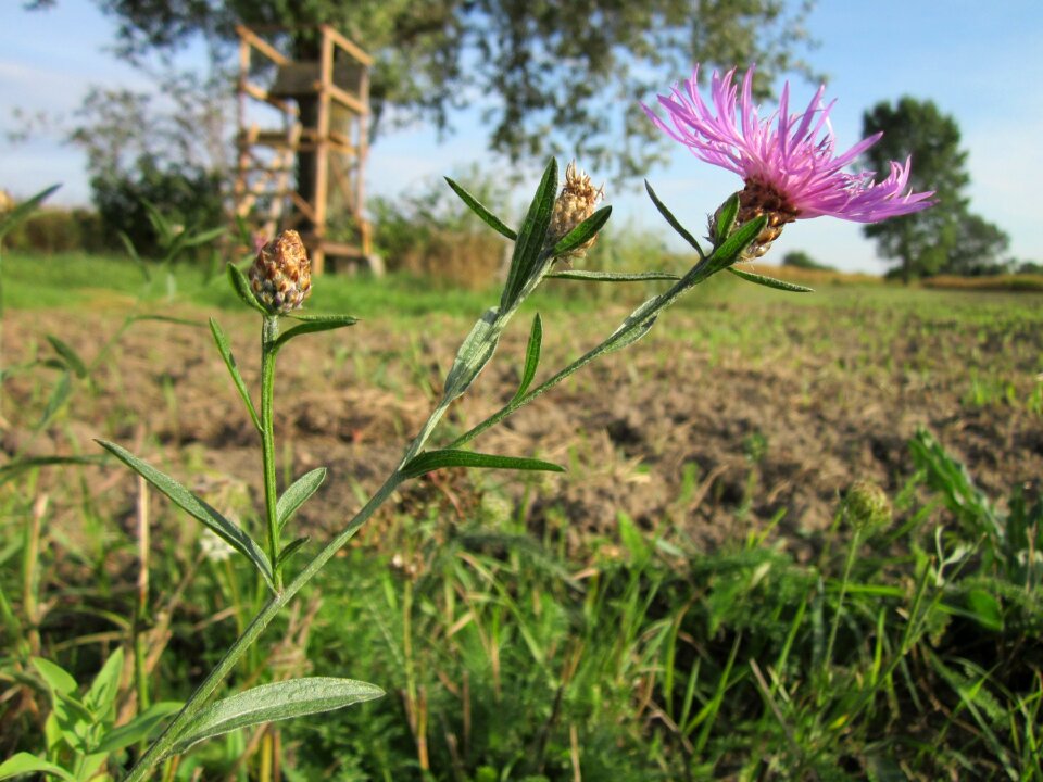 Flora wildflower bloom