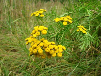 Flora botany species