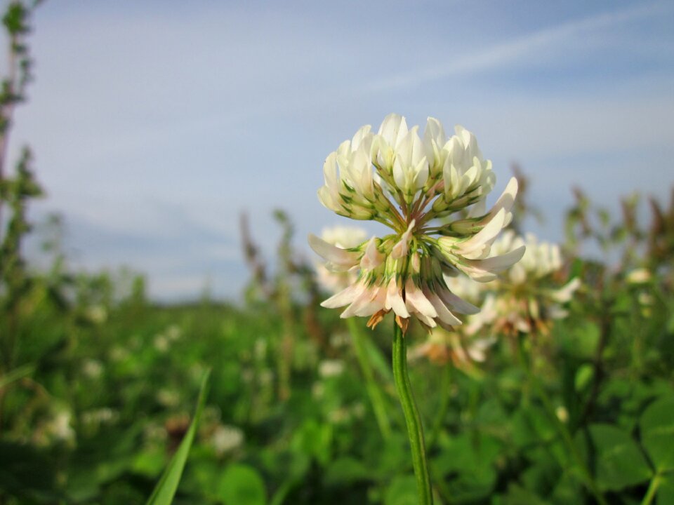 Wildflower flora plant