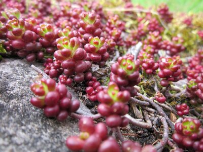 Plant flora succulent photo