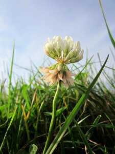 Wildflower flora plant