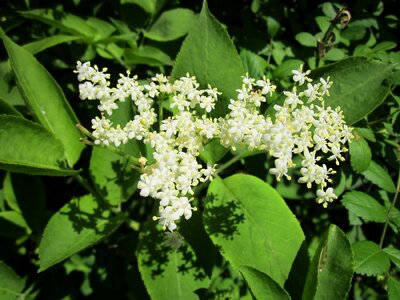 Black elder european elder european elderberry