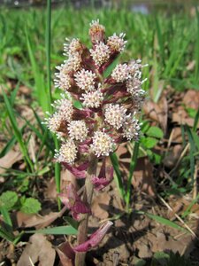 Botany plant flora