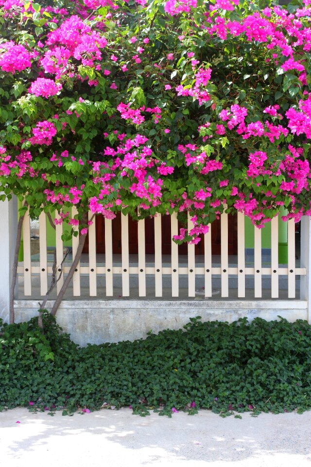 Nice vietnam the fence
