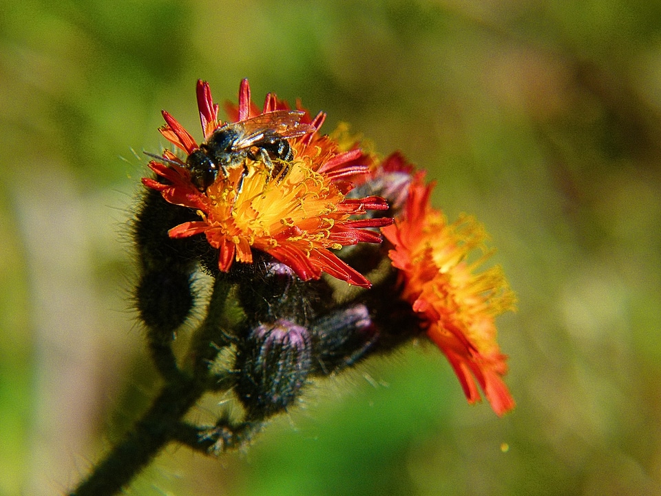 Insect plant flora