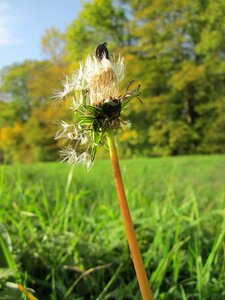 Botany species flora photo