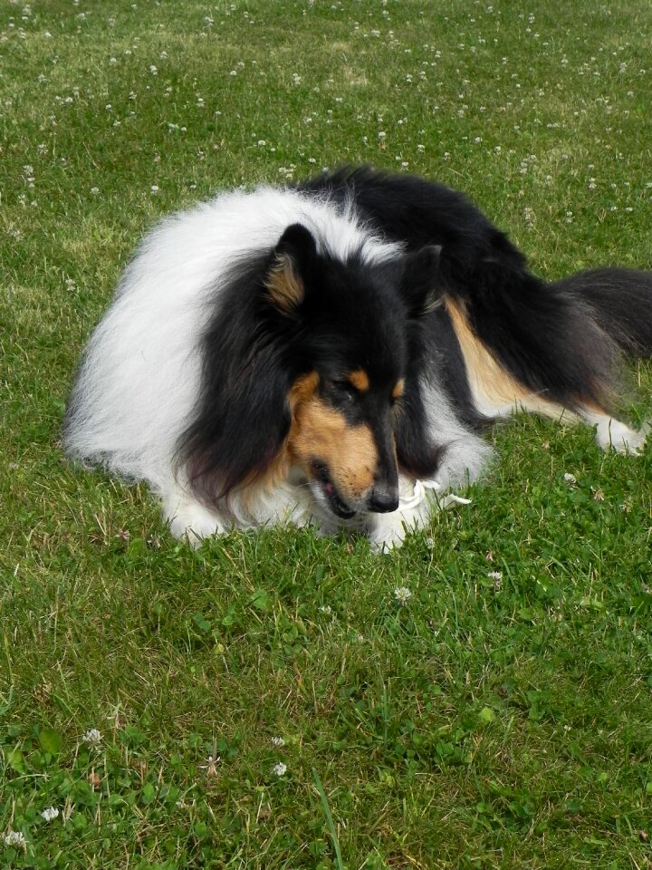 Dog purebred dog animal