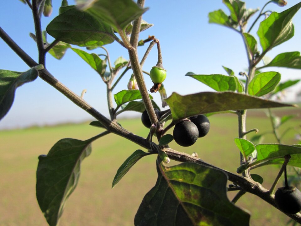 Small-fruited black nightshade popolo duscle