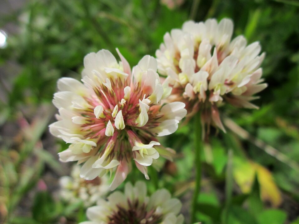 Wildflower flora macro