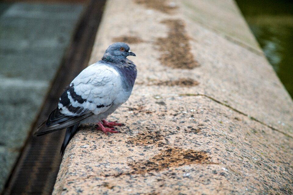 Bird pet wait photo