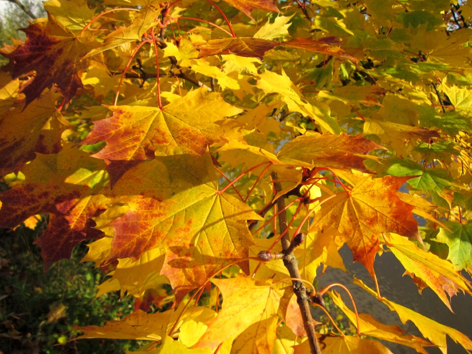 Season color autumn