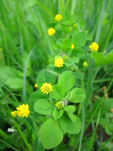 Hop clove wildflower flora