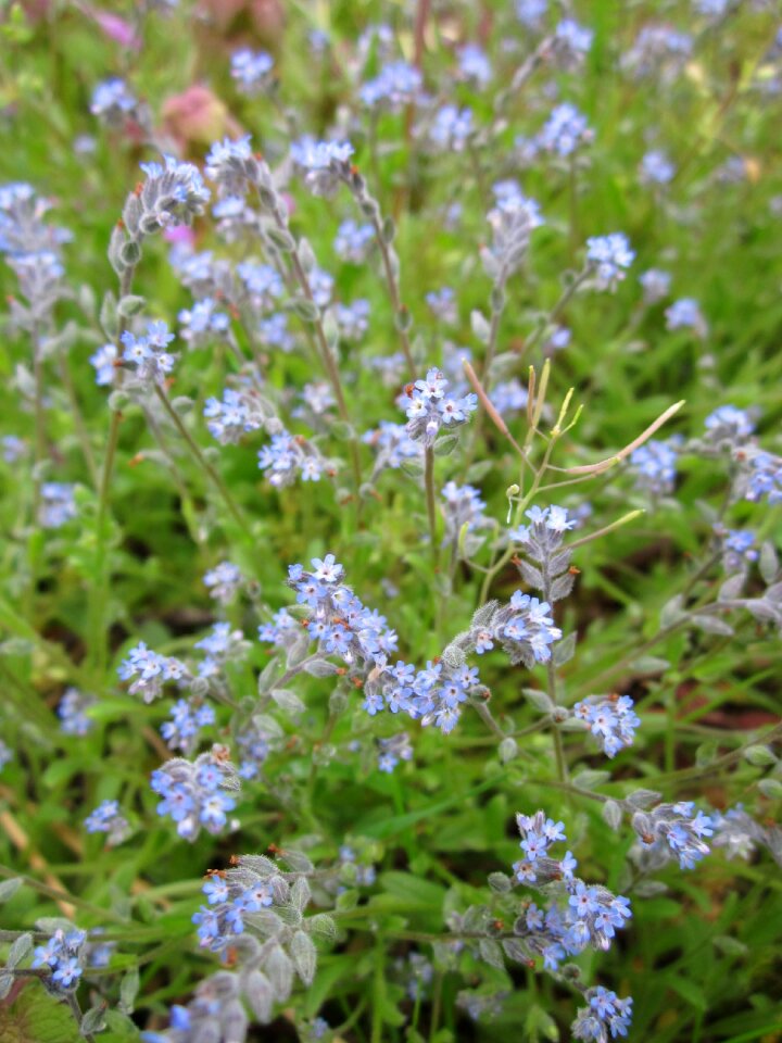 Wildflower botany flora