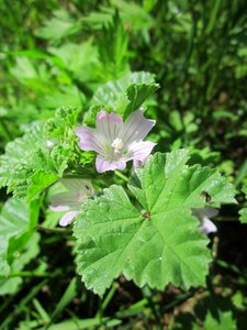 Flora botany plant