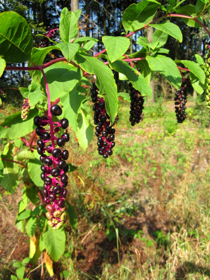 Flora wildflower shrub