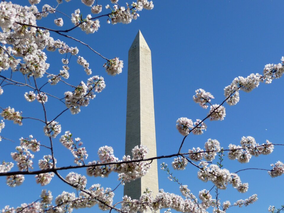 Monument cherry blossom