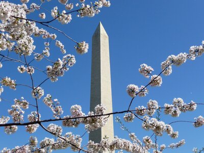 Monument cherry blossom