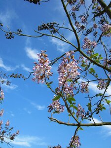 Foxglove tree tree plant