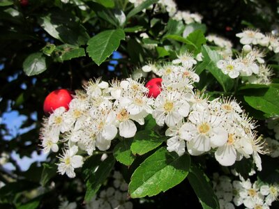 May-tree whitethorn hawberry