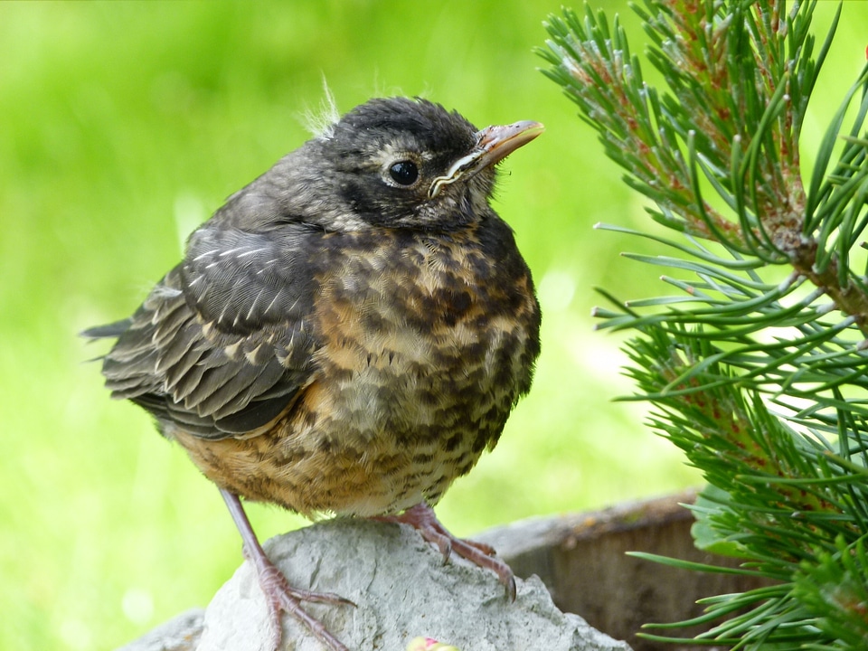 Nature animal young photo