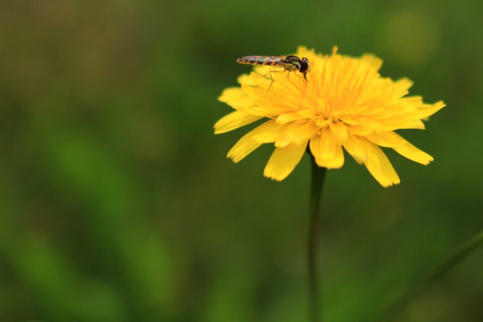 Yellow green grass