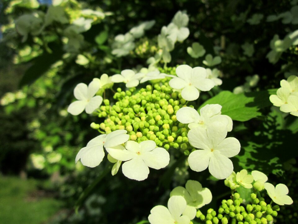 Flora botany plant