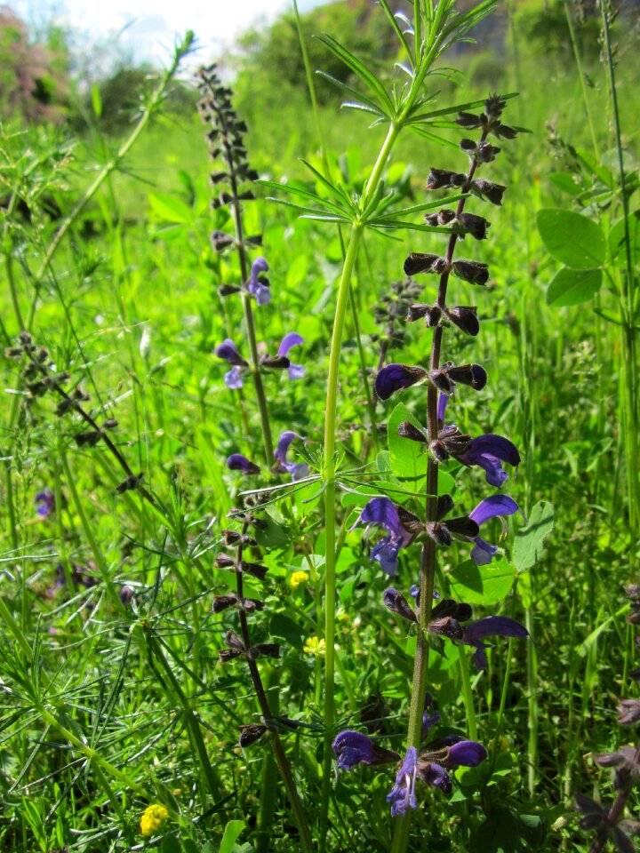 Herb spice edible