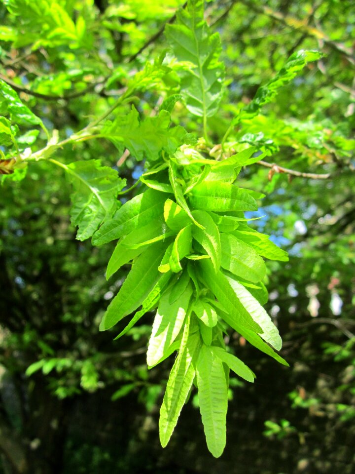 Tree flora fruit