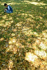 People the park yellow leaves