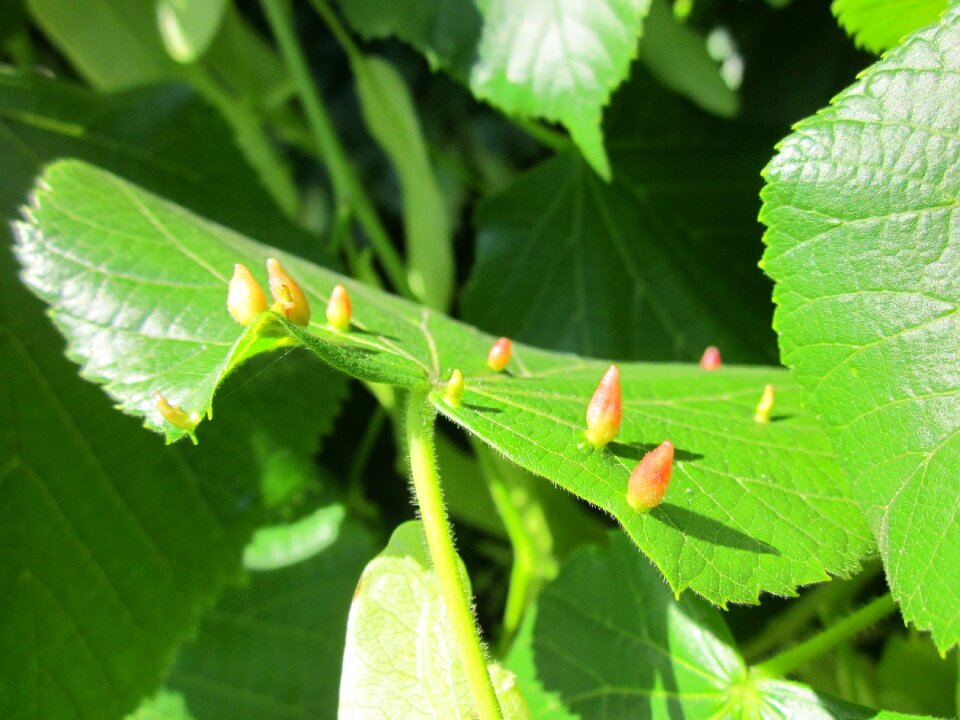Little-leaved linden galls tree