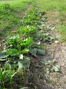 Flora wildflower leaves