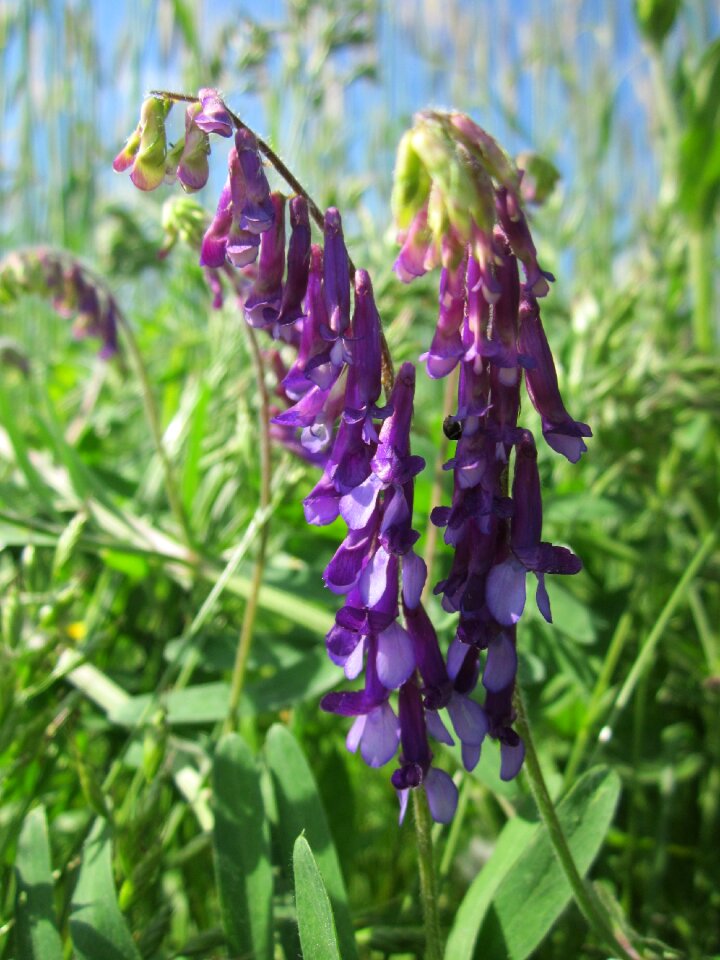 Bird vetch boreal vetch wildflower