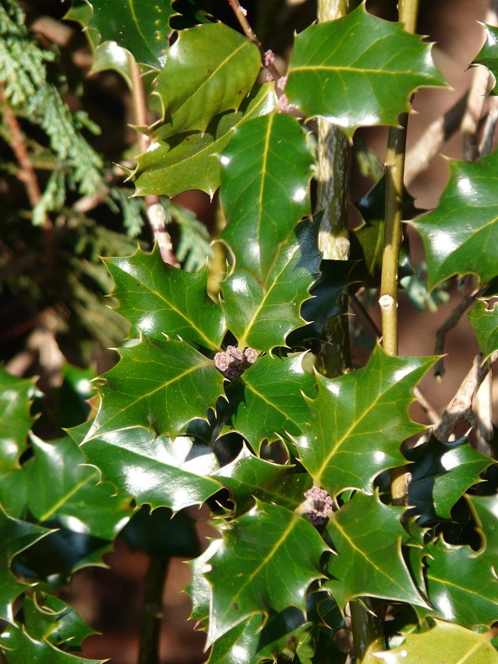 Ilex aquifolium common