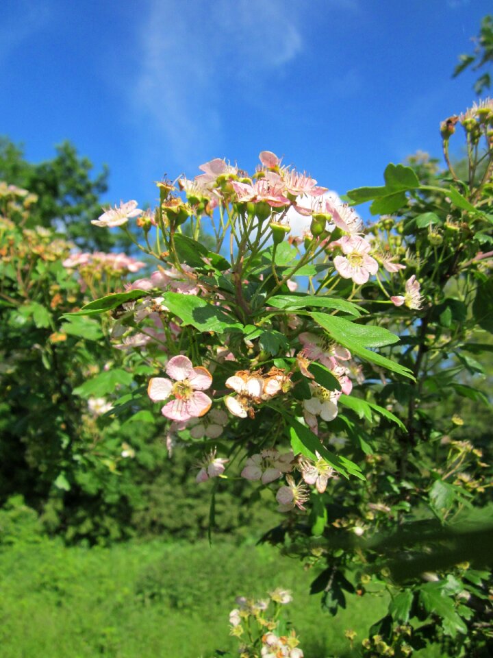 May mayblossom maythorn