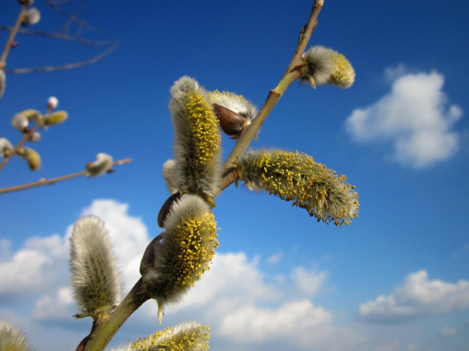 Pussy willow great sallow flora