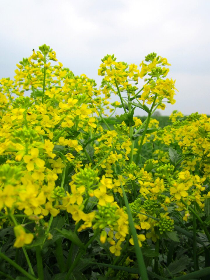 Rocketcress yellow rocketcress winter rocket