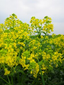 Rocketcress yellow rocketcress winter rocket