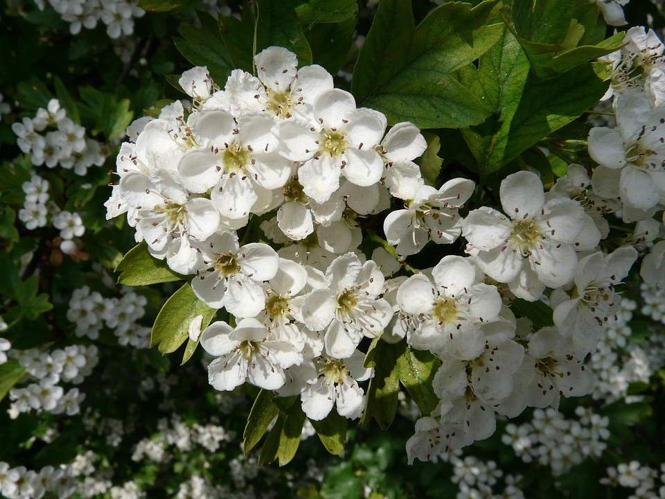 Bloom bloom white