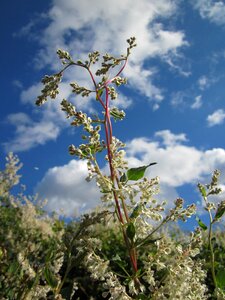 Chinese fleecevine mile-a-minute silver lace vine