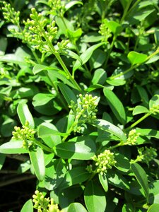 Common privet shrub bush
