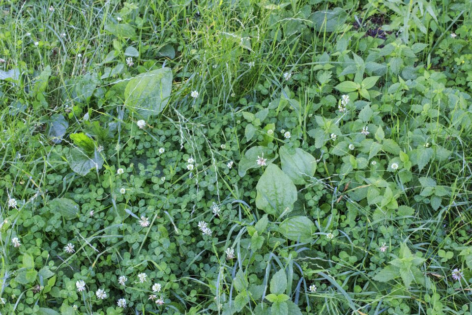 Green summer meadow