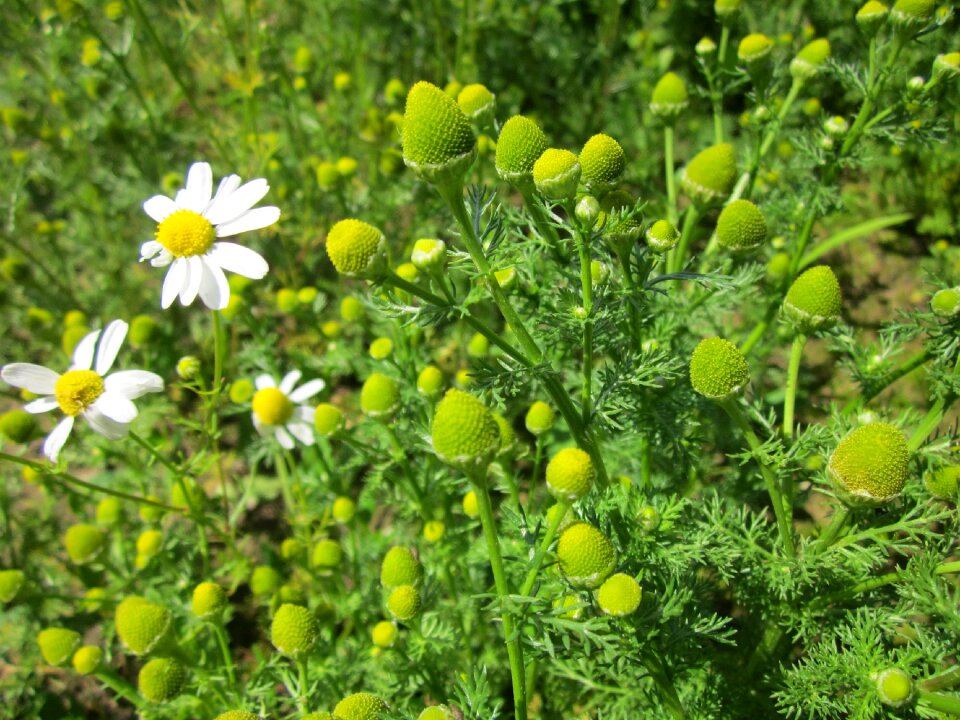 Disc mayweed wildflower flora