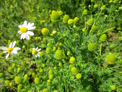 Disc mayweed wildflower flora