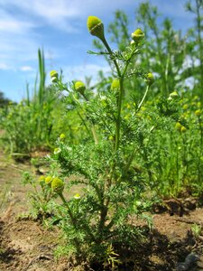 Disc mayweed wildflower flora