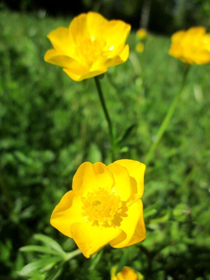 Giant buttercup flora botany