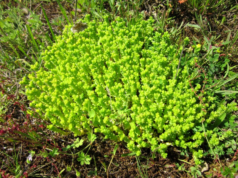 Goldmoss sedum biting stonecrop wallpepper