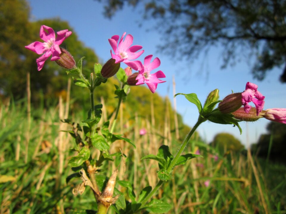 Botany species flora