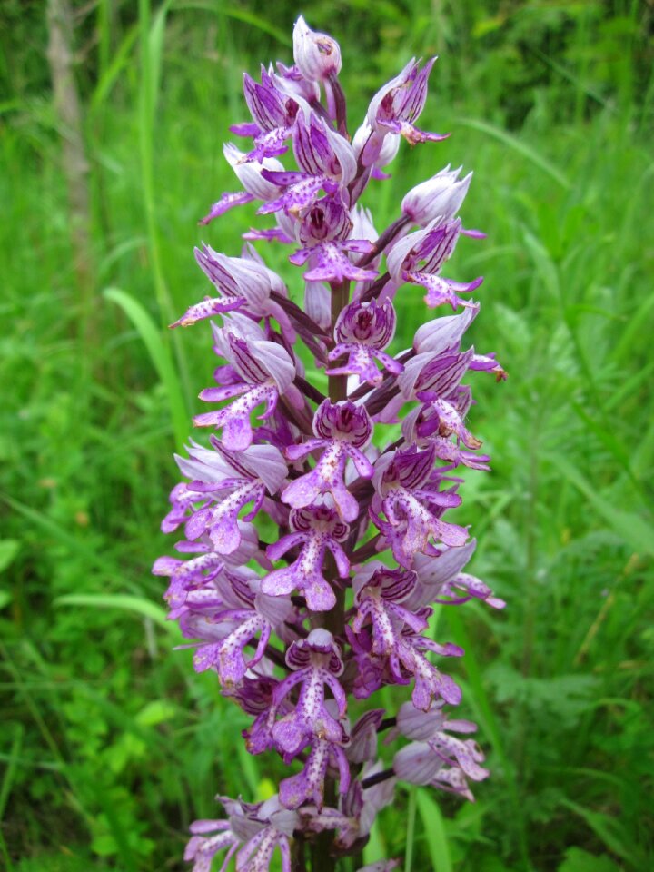 Flora inflorescence blooming
