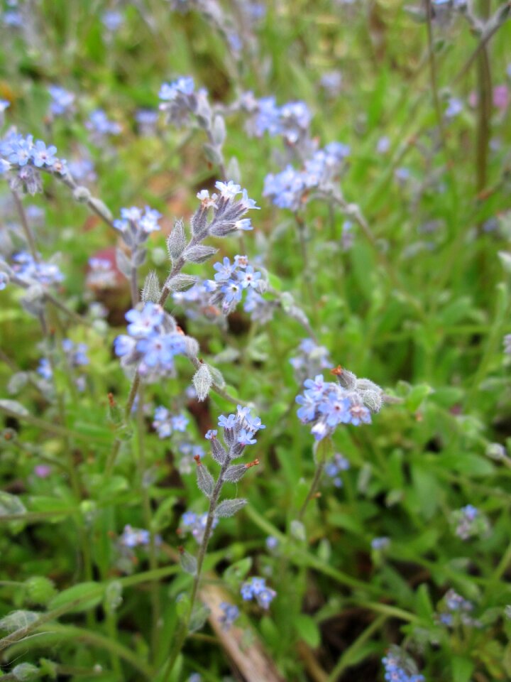 Wildflower botany flora